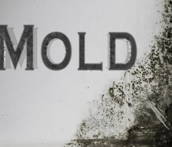mold on a white wall 