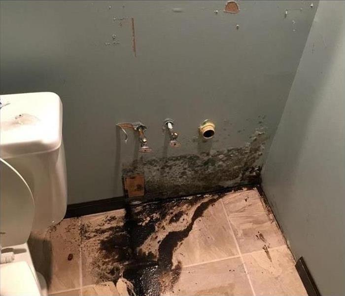 Black mold spreading in a bathroom wall